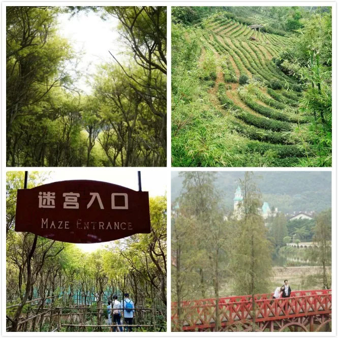 易網科技開展深圳東部華僑城2日團體游-與綠景作伴