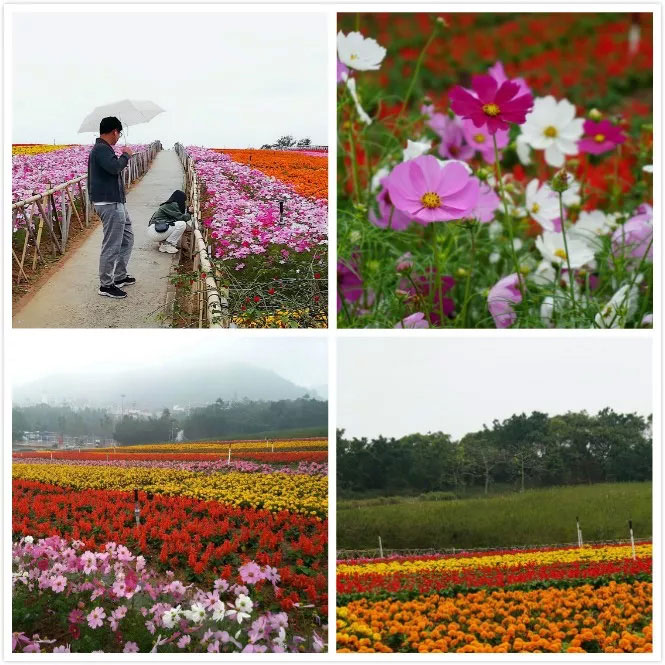 易網科技開展深圳東部華僑城2日團體游-花海景觀